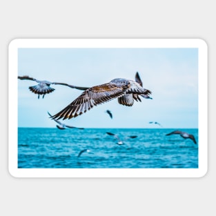 Flight of the Seagull Photograph Sticker